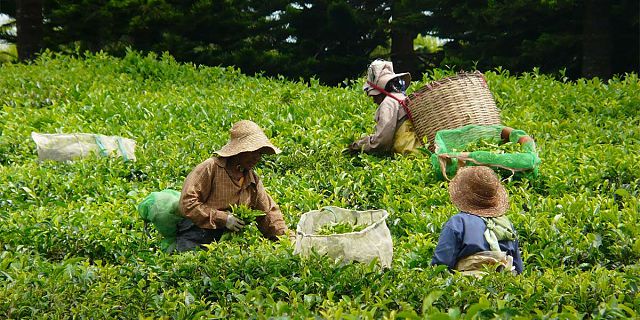 Bois cheri tea factory (2)